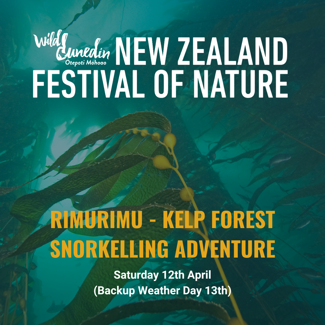 WILD DUNEDIN | Rimurimu - Kelp Forest Snorkelling Adventure